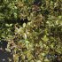 HQ Plants Cornus sanguinea - Thumbnail 4