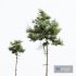 New Plant High detail Pinus Echinata02 - Thumbnail 5