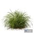 Carex Elata Aurea Grass - Thumbnail 5