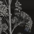 New Plant High detail Populus Tremuloides04 - Thumbnail 5