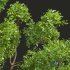 New Plant High detail Cinnamomum Camphora02 - Thumbnail 4