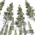 Chamaecyparis Thyoides and Pinus Palustris - Thumbnail 5