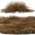 Carex Testacea Orange Sedge Grass Prairie Fire - Thumbnail 5