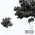 New Plant High detail Pinus Echinata02 - Thumbnail 6