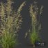 Celtica Gigantea Stipa Golden Oats and Carex Elata Aurea - Thumbnail 7