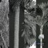 Borassus Flabellifer and Catechu and Roystonea Regia and Phoenix Canariensis-5 differend trees - Thumbnail 7