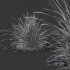 Carex Elata Aurea Grass - Thumbnail 7