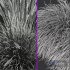 Calamagrostis Acutiflora Karl Foerster and Carex Elata Aurea Grass - Thumbnail 7
