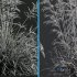 Celtica Gigantea Stipa Golden and Sweet Grass - Thumbnail 7