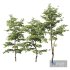 Plants Carpinus Betulus - Thumbnail 1