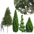 pine tree - Thumbnail 1