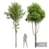 Alnus Glutinosa and Ash Tree - Thumbnail 1