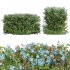 New Plant Ceratostigma Plumbaginoides Bleiwurz Box - Thumbnail 1