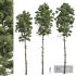 New Plant High detail Pinus Engelmannii - Thumbnail 1