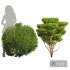 Ligustrum Quihoui and Ficus Concinna Bonsai Pruned - Thumbnail 1