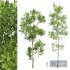 Fagus Grandifolia and Populus Tremuloides - Thumbnail 1