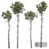 New Plant High detail Pinus Engelmannii02 - Thumbnail 1