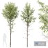 Plants Alnus Glutinosa - Thumbnail 1