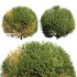 New Plant Ligustrum Quihoui Privet Pruned01 - Thumbnail 1