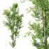 Plants Celtis Australis04 - Thumbnail 1