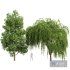 Tulip poplar and Weeping willow 2trees - Thumbnail 1