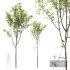 HQ Plants Acer Pseudoplatanus02 - Thumbnail 1