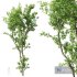 Plants Celtis Australis03 - Thumbnail 1