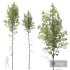HQ Plants Betula Pendula - Thumbnail 1
