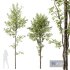 HQ Plants Alnus Glutinosa02 - Thumbnail 1