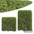 New Plant Ligustrum Quihoui Privet Pruned Box02 - Thumbnail 1