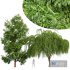 Weeping willow and Black locust - Thumbnail 1