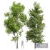 Real Tree Acer Buergerianum and Saccharinum - Thumbnail 1