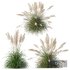 Plants Cortaderia Selloana - Thumbnail 1