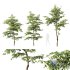 Plants Carpinus Betulus - Thumbnail 2