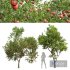 Punica Granatum Pomegranate and Prunus Salicina Plum Pflaume - Thumbnail 1