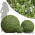 New Plant Bacopa Diffusa Sutera Sphere - Thumbnail 1