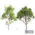 Pseudoplatanus and Saccharinum Summer trees - Thumbnail 1