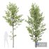 HQ Plants Alnus Glutinosa03 - Thumbnail 1