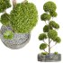 New Plant Ficus Concinna Bonsai Pruned - Thumbnail 1
