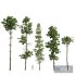 Pinus Palustris and Sphaeropteris Lepifera and Pinus Engelmannii-5 different trees - Thumbnail 1