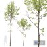 HQ Plants Acer Pseudoplatanus03 - Thumbnail 1