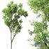 Plants Celtis Australis - Thumbnail 1