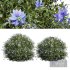 New Plant Nigella Damascena Jungfer Grunen - Thumbnail 1