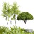 Real Tree Acer Saccharinum Spring and Palo verde - Thumbnail 1