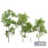 Spring trees Acer Saccharinum and Fagus Grandifolia - Thumbnail 1