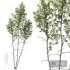 HQ Plants Betula Pendula03 - Thumbnail 1