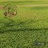 Grass Meadow Green Land - Thumbnail 1