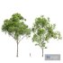Acer Pseudoplatanus and Acer Saccharinum-2 spring trees - Thumbnail 1