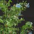 Ceratostigma Plumbaginoides Bleiwurz and Concinna Bonsai Pruned - Thumbnail 2