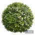 New Plant Bacopa Diffusa Sutera Sphere - Thumbnail 2